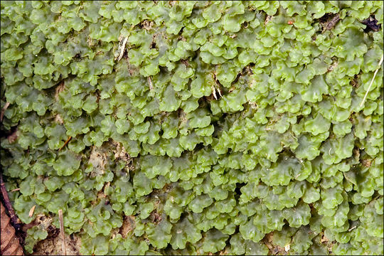 Image de Pellia epiphylla (L.) Corda