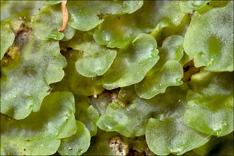 Image de Pellia epiphylla (L.) Corda