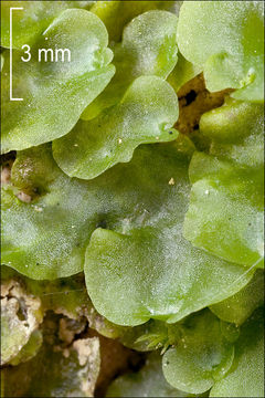 Imagem de Pellia epiphylla (L.) Corda