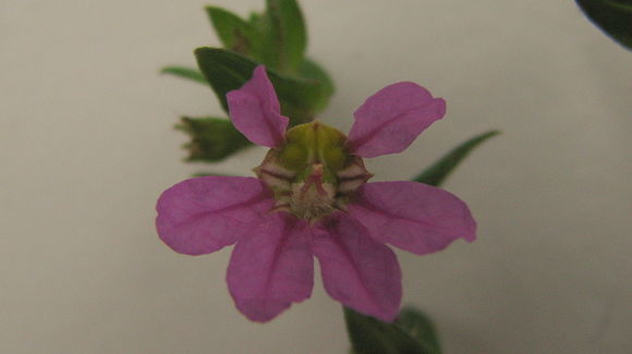 Image of Cuphea sessilifolia Mart.