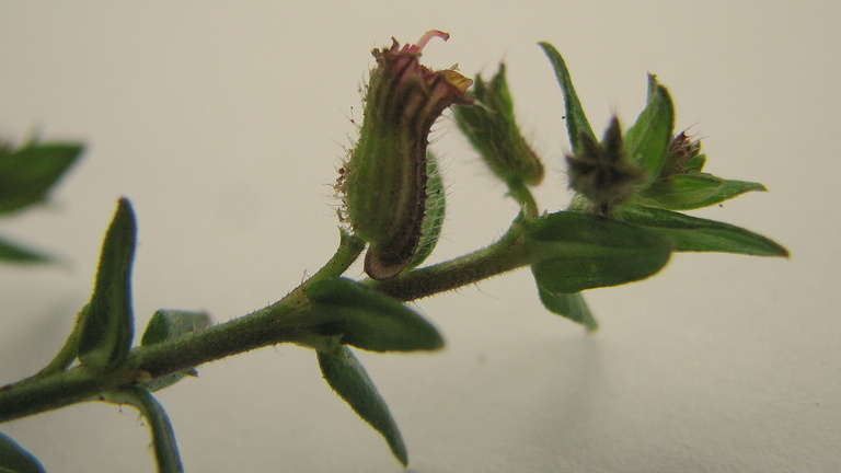 Image of Cuphea sessilifolia Mart.
