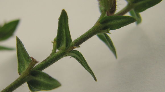 Image of Cuphea sessilifolia Mart.