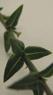 Image of Cuphea sessilifolia Mart.