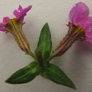 Cuphea sessilifolia Mart.的圖片