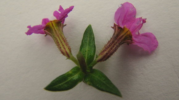 Image of Cuphea sessilifolia Mart.