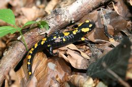 Image of Common Fire Salamander