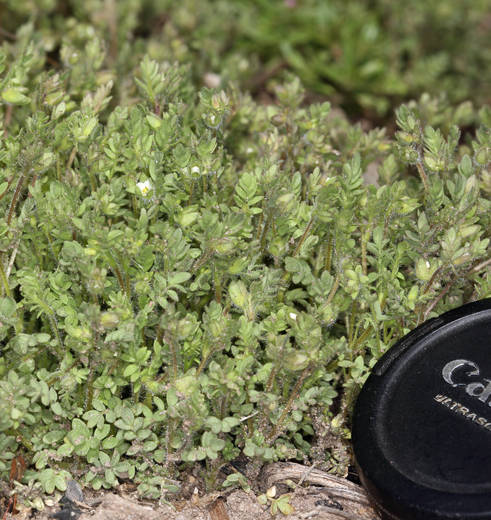 Image of annual polemonium