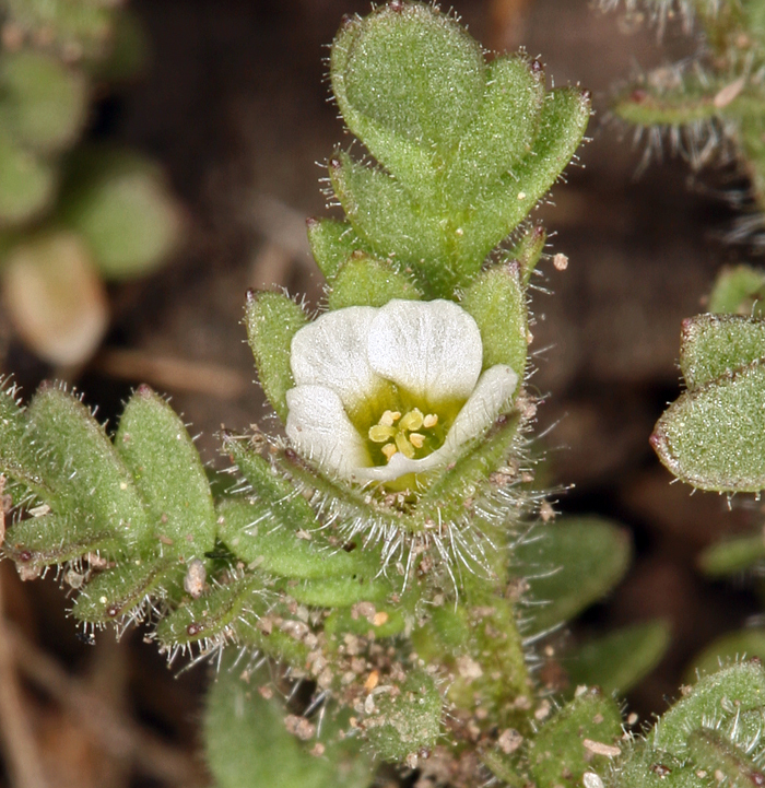 Слика од Polemonium micranthum Benth.