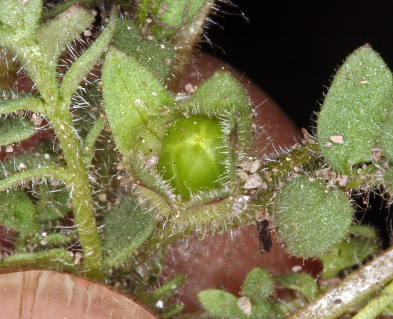 Слика од Polemonium micranthum Benth.