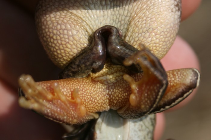 Image of Common Spadefoot