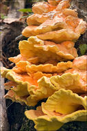 Image of Bracket Fungus