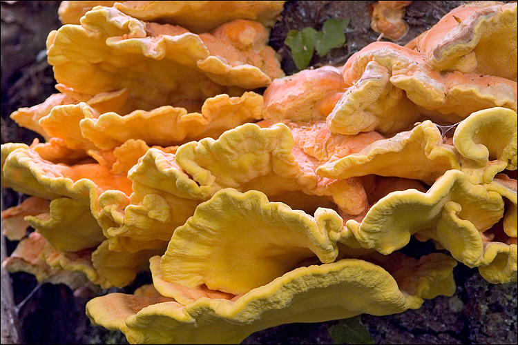 Image of Bracket Fungus