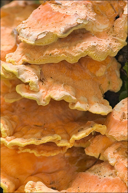 Image of Laetiporus sulphureus (Bull.) Murrill 1920