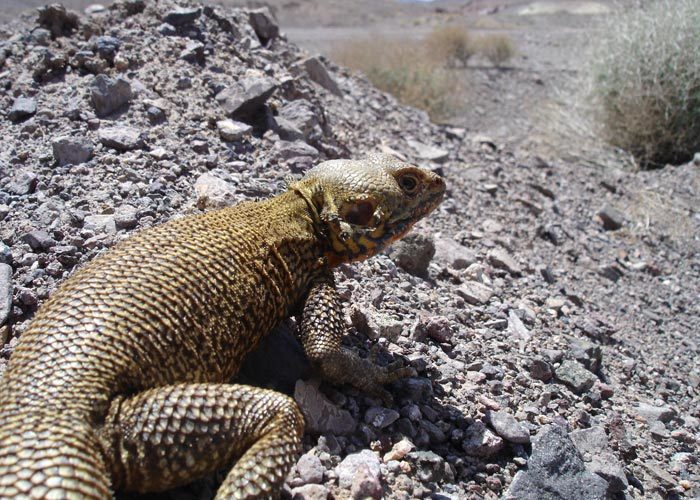 Image of Caucasian Agama