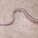 Image of Nilson's Snake Skink