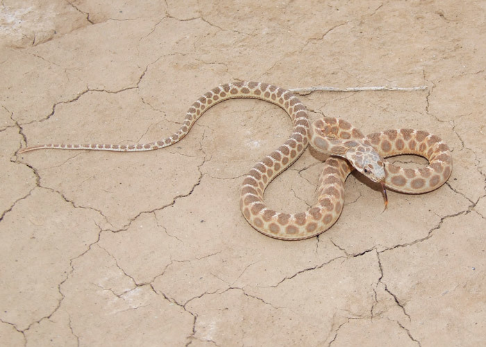 Image of Diadem Snake