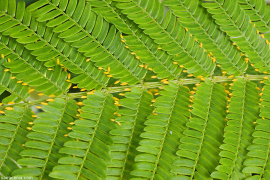 Image of Vachellia hindsii (Benth.) Seigler & Ebinger