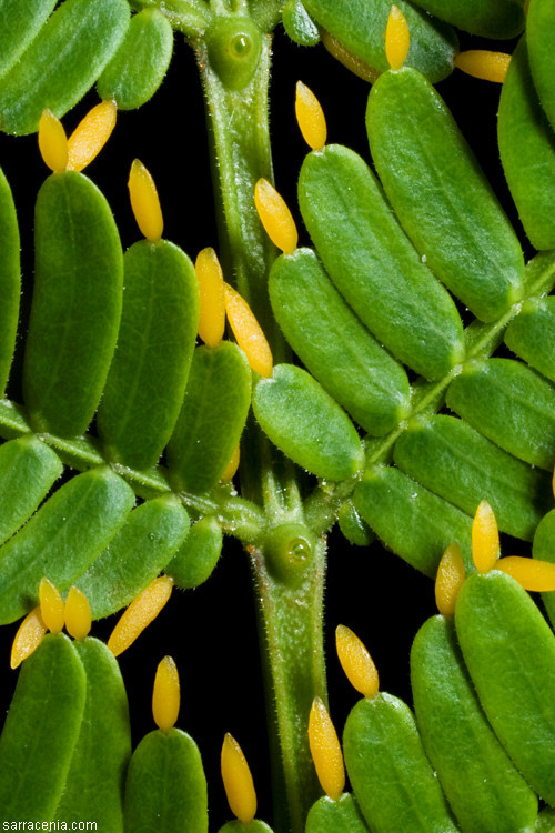 Image of Vachellia hindsii (Benth.) Seigler & Ebinger