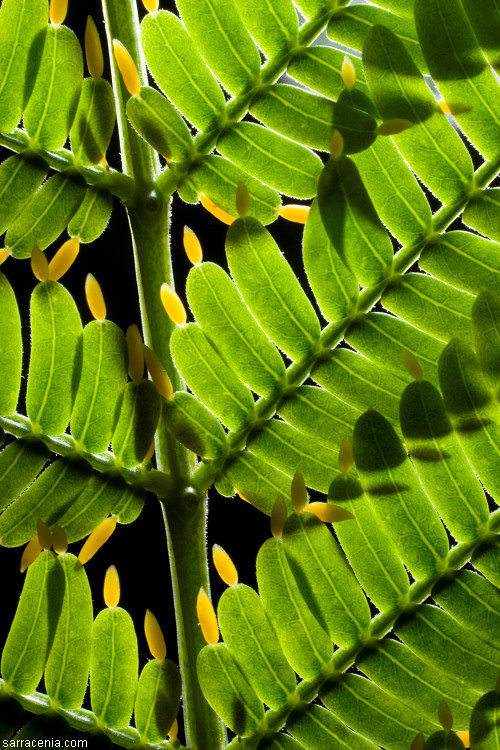 Слика од Vachellia hindsii (Benth.) Seigler & Ebinger