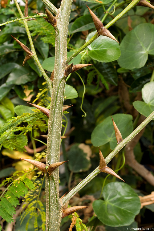 Слика од Vachellia hindsii (Benth.) Seigler & Ebinger