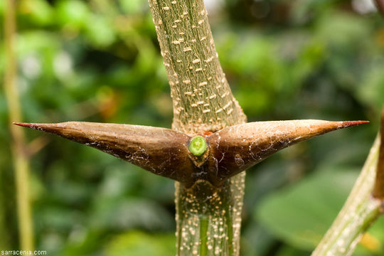 Image of Vachellia hindsii (Benth.) Seigler & Ebinger