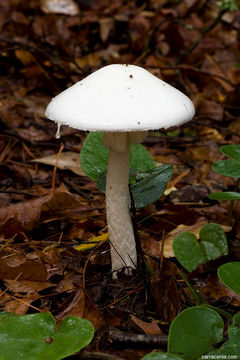 Слика од Amanita bisporigera G. F. Atk. 1906