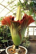 Amorphophallus titanum (Becc.) Becc. resmi