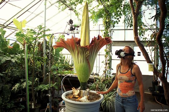 Amorphophallus titanum (Becc.) Becc. resmi