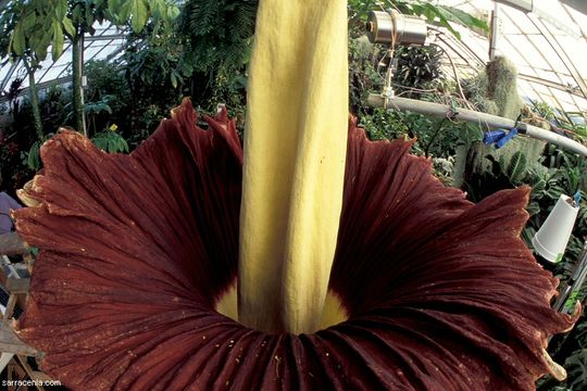 Image of Titan arum