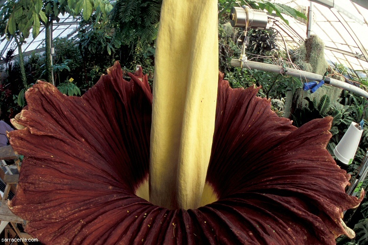 Amorphophallus titanum (Becc.) Becc. resmi