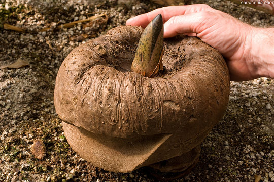 Amorphophallus titanum (Becc.) Becc. resmi