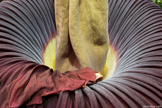 Image of Titan arum