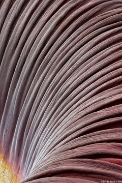 Image of Titan arum