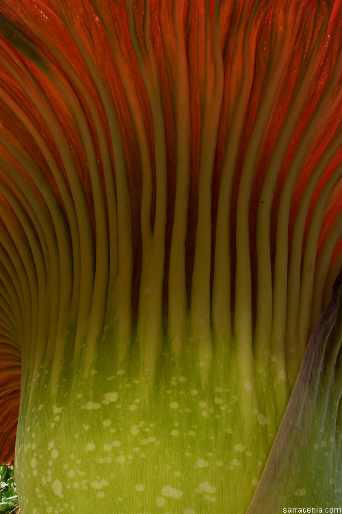 Image of Titan arum