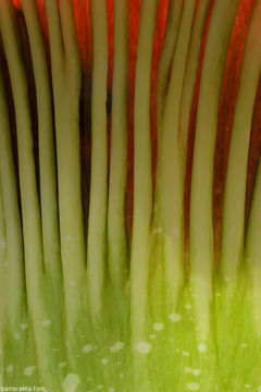 Image of Titan arum