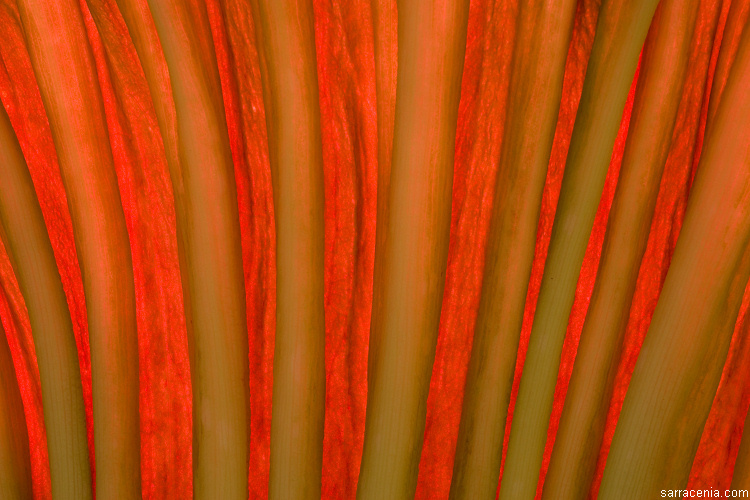 Image of Titan arum