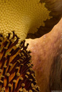 Image of Titan arum