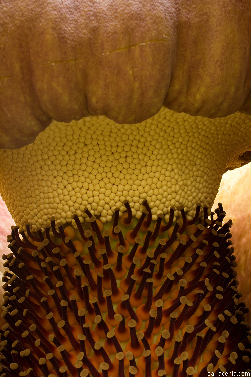 Image of Titan arum