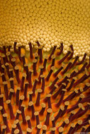 Image of Titan arum