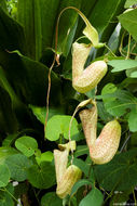 Image de Aristolochia trilobata L.