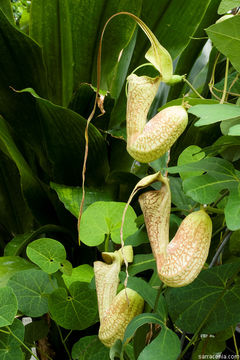 Aristolochia trilobata L.的圖片