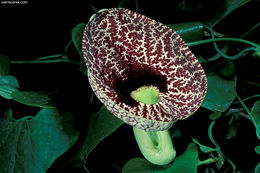 Plancia ëd Aristolochia labiata Willd.