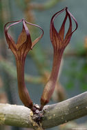 Image de Ceropegia fusca C. Bolle