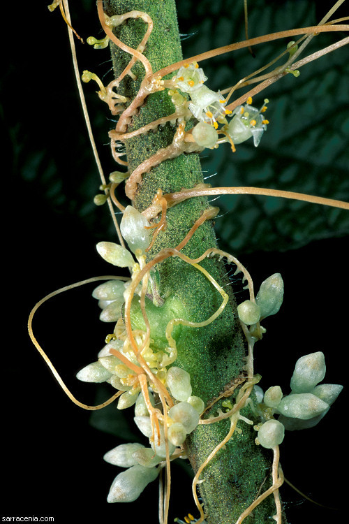 Image of San Joaquin dodder