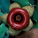 Image of <i>Huernia confusa</i>