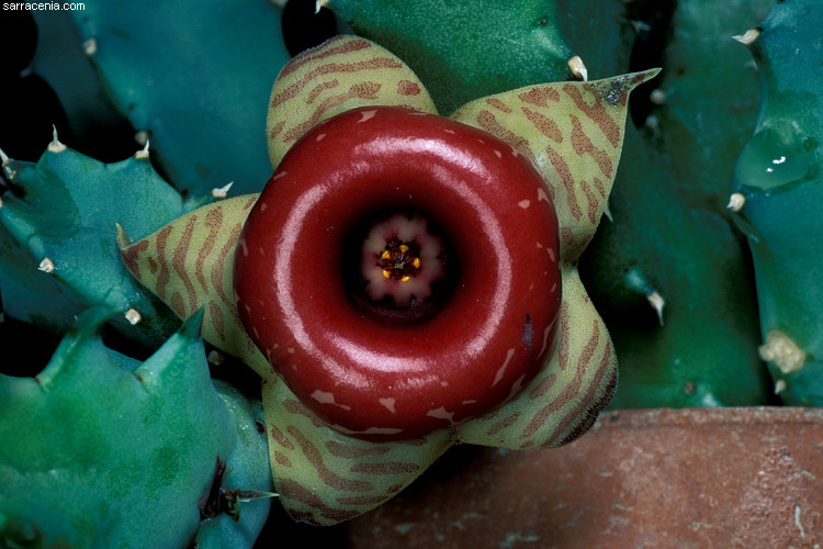 Image of <i>Huernia confusa</i>