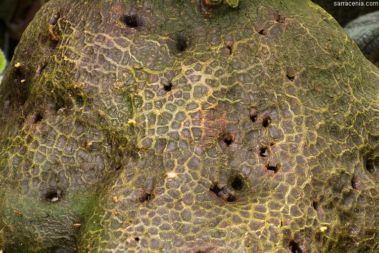 Image of Hydnophytum formicarum Jack
