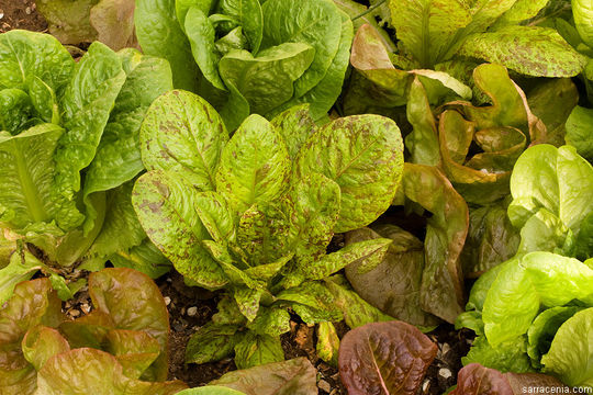 Image of garden lettuce