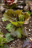 Image of garden lettuce