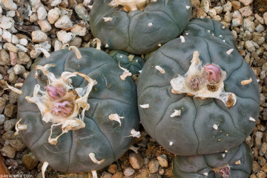 Image of peyote